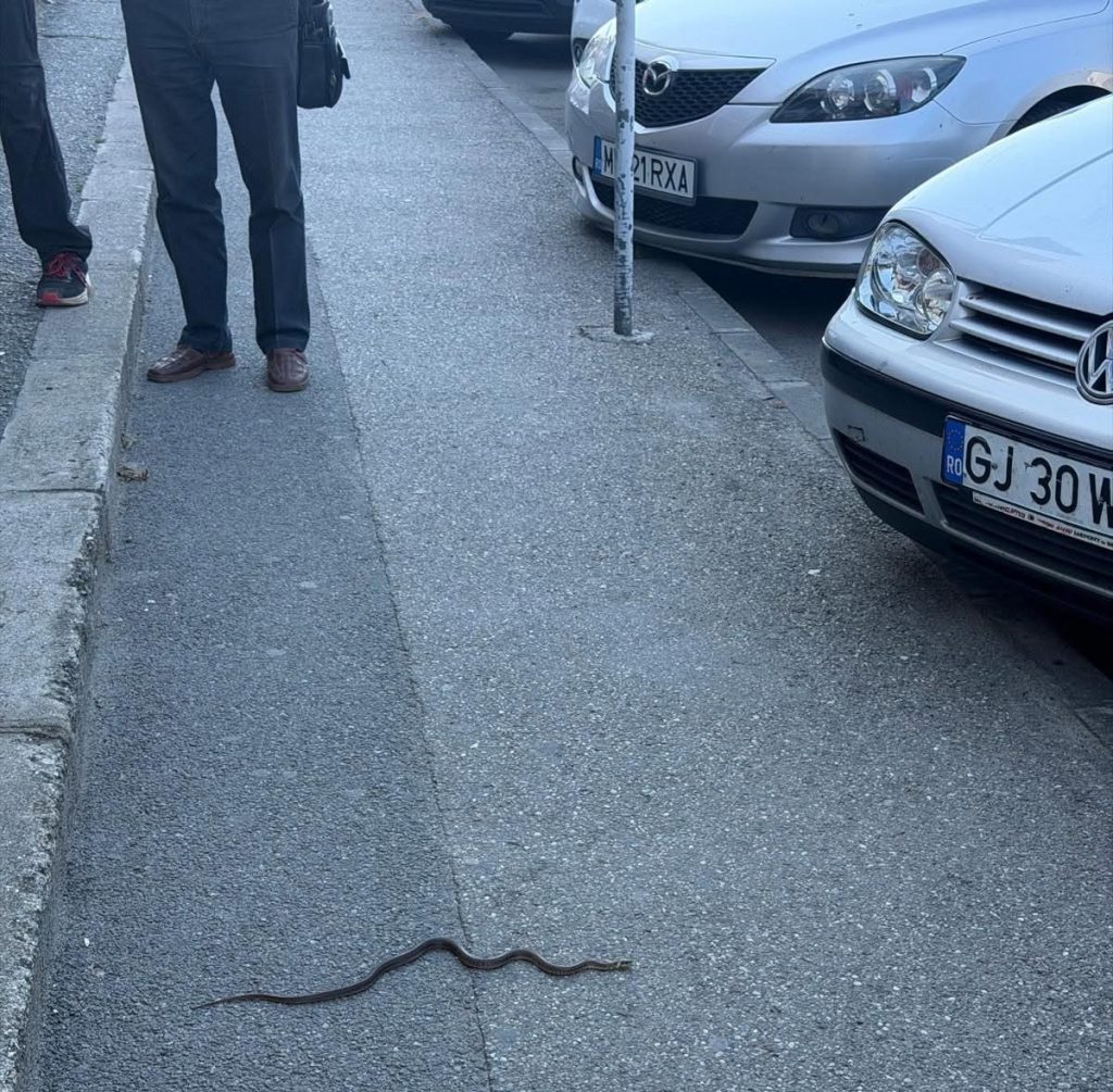 Romanescu, mesaj pentru ”alarmiști”: E doar natura care se împletește cu spațiul urban